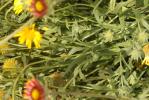 Gaillarde Gaillardia aristata Pursh, 1814