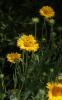 Gaillarde Gaillardia aristata Pursh, 1814