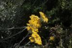 Immortelle d'Orient Helichrysum orientale (L.) Gaertn., 1791