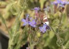  Anchusa azurea