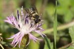  Megachile melanopyga Costa, 1863