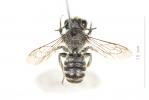 Mégachile du rosier, Abeille découpeuse Megachile centuncularis (Linnaeus, 1758)