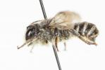 Mégachile du rosier, Abeille découpeuse Megachile centuncularis (Linnaeus, 1758)