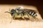 Mégachile du rosier, Abeille découpeuse Megachile centuncularis (Linnaeus, 1758)