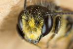 Mégachile du rosier, Abeille découpeuse Megachile centuncularis (Linnaeus, 1758)