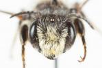 Mégachile du rosier, Abeille découpeuse Megachile centuncularis (Linnaeus, 1758)