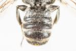 Mégachile du rosier, Abeille découpeuse Megachile centuncularis (Linnaeus, 1758)