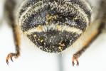 Mégachile du rosier, Abeille découpeuse Megachile centuncularis (Linnaeus, 1758)