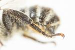 Mégachile du rosier, Abeille découpeuse Megachile centuncularis (Linnaeus, 1758)