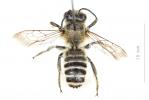  Megachile albisecta (Klug, 1817)
