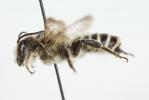  Megachile albisecta (Klug, 1817)