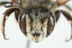  Megachile albisecta (Klug, 1817)