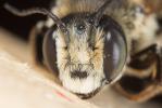  Megachile albisecta (Klug, 1817)