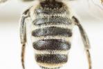  Megachile albisecta (Klug, 1817)