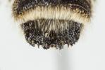  Megachile albisecta (Klug, 1817)