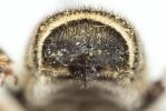  Megachile albisecta (Klug, 1817)