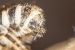  Megachile albisecta (Klug, 1817)
