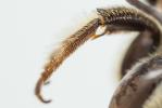  Megachile albisecta (Klug, 1817)