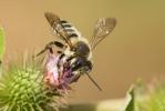  Megachile albisecta (Klug, 1817)