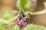  Megachile albisecta (Klug, 1817)