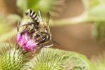  Megachile albisecta (Klug, 1817)