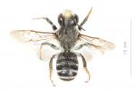  Megachile ericetorum Lepeletier, 1841