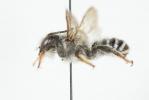  Megachile ericetorum Lepeletier, 1841