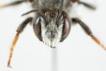  Megachile ericetorum Lepeletier, 1841
