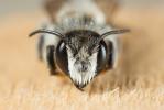  Megachile ericetorum Lepeletier, 1841
