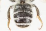  Megachile ericetorum Lepeletier, 1841