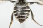 Megachile rotundata (Fabricius, 1793)