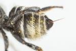  Megachile rotundata (Fabricius, 1793)