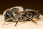 Megachile rufescens (Pérez, 1879)