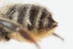  Megachile rufescens (Pérez, 1879)