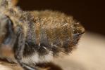  Megachile rufescens (Pérez, 1879)