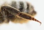  Megachile rufescens (Pérez, 1879)