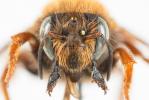  Megachile sicula (Rossi, 1792)