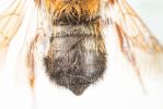  Megachile sicula (Rossi, 1792)
