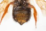  Megachile sicula (Rossi, 1792)