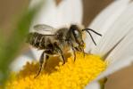  Megachile Latreille, 1802