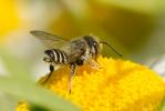  Megachile Latreille, 1802