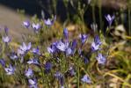  Triteleia laxa