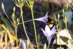  Triteleia laxa