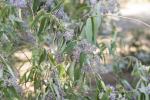  Buddleja salviifolia (L.) Lam., 1785
