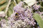  Buddleja salviifolia (L.) Lam., 1785