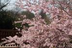  Malus spectabilis (Aiton) Borkh., 1803