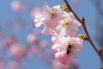  Malus spectabilis (Aiton) Borkh., 1803