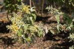  Buddleja glomerata