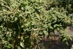  Buddleja cordata