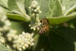  Buddleja cordata